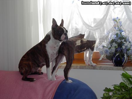 Boston Terrier Gipsy und ihr Sohn Alex halten Ausschau