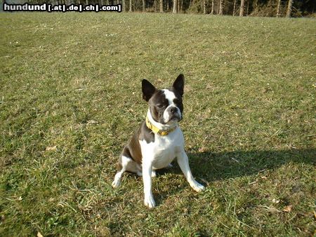 Boston Terrier Benjamin Rainbow 1 Jahr alt