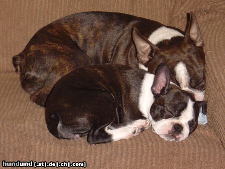 Boston Terrier Amber und Nena beim Mittagsschläfchen