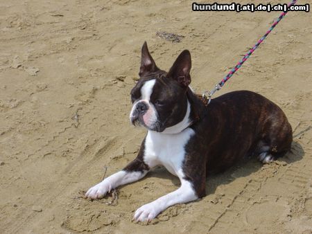 Boston Terrier Amber, am Strand von Bibione 