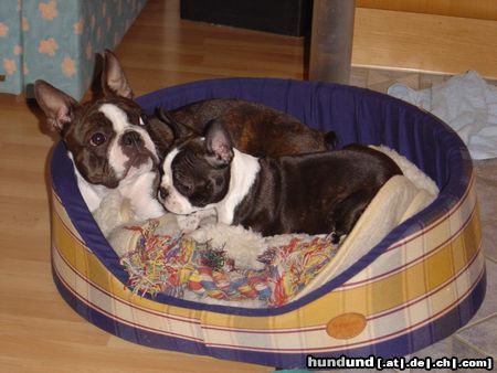 Boston Terrier Amber und Nena beim Spiel