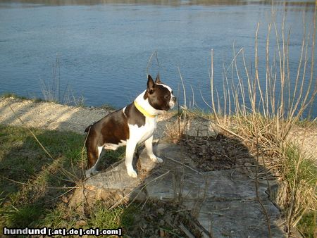 Boston Terrier Benjamin am Rhein