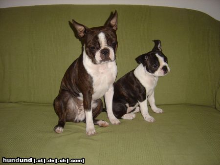 Boston Terrier Amber und Nena in Erwartung !