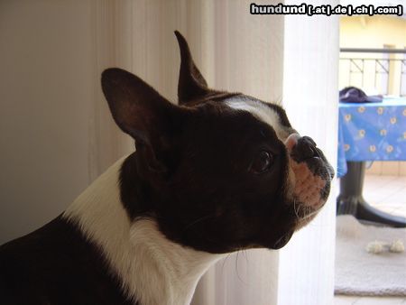 Boston Terrier Amber Countess of White Hunter´s Lodge