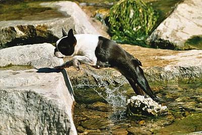 Boston Terrier