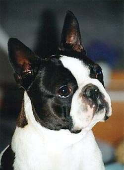 Boston Terrier Ch. Riley's Twice the Joey