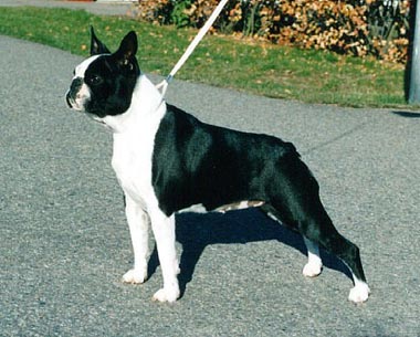 Boston Terrier Ch. Oelandica's Gioconda