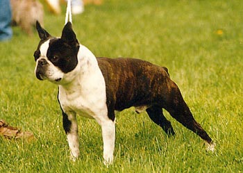 Boston Terrier Ch. Bo-K's Stormin' Norman