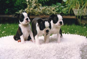 Boston Terrier