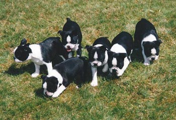 Boston Terrier