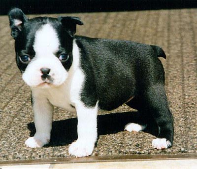 Boston Terrier