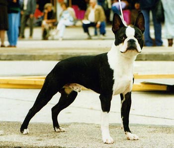 Boston Terrier Ch. Quatro v.d. Bismarckhöhe