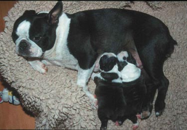 Boston Terrier Amica Jolly Joker mit 2 Babys