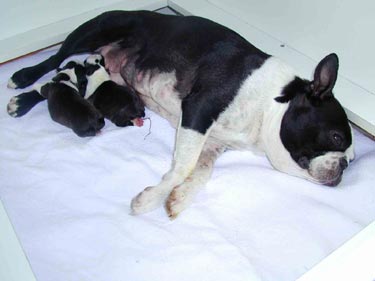 Boston Terrier Amica Jolly Joker mit 2 Babys