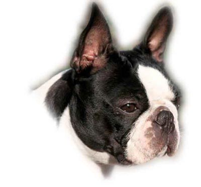 Boston Terrier Amica