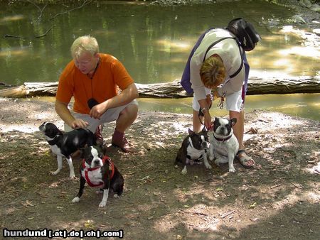 Boston Terrier Wanderung entlang des Mauerbaches,3 Bossies ,1 franz.Bulldogge