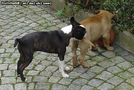 Boston Terrier Das darf nur ich!