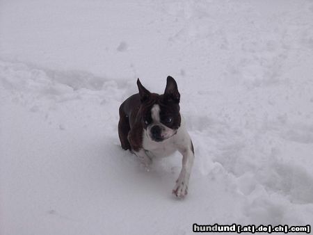 Boston Terrier Snoopy meint, jetzt reicht es aber bald !