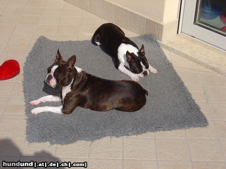 Boston Terrier Wir genießen die Sonne Italiens