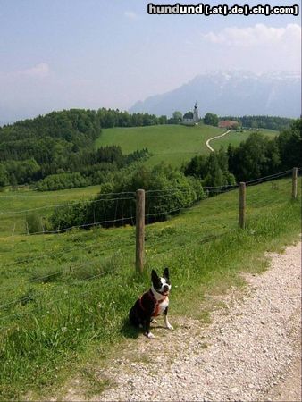 Boston Terrier