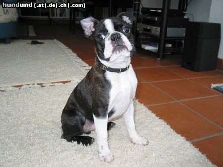 Boston Terrier Anthony - der stolze Schweizer Staatsbürger