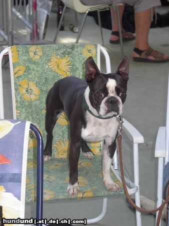 Boston Terrier Aramis von der Urlaken als Zuschauer in Oberwart