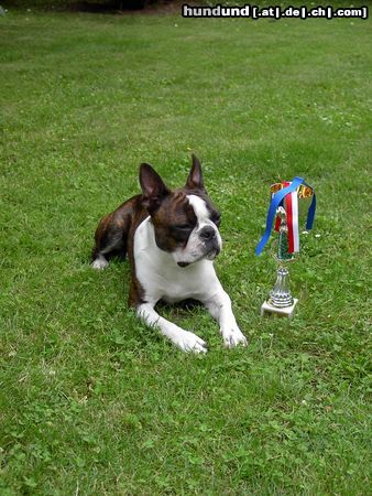 Boston Terrier IHA Oberwart - Alex V1, JB