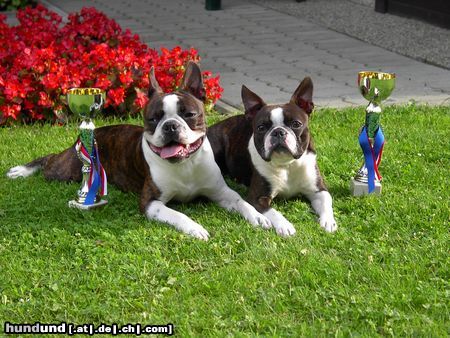 Boston Terrier IHA Oberwart 2004