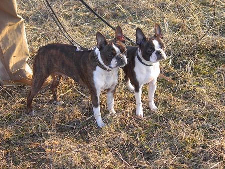 Boston Terrier Gipsy u. Nelly beim Frühlingsspaziergang