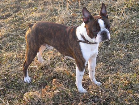 Boston Terrier Snoopy ist in Frühlingsstimmung