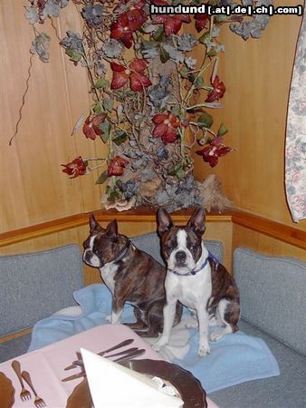 Boston Terrier Gipsy u. Snoopy im Hotel Jenbacherhof