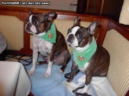 Boston Terrier Gipsy wurde durch Shirley zum Rapidfan