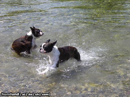 Boston Terrier Tolles Wetter, klares Wasser, super Stimmung