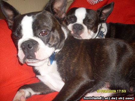 Boston Terrier Trudy und Paula 