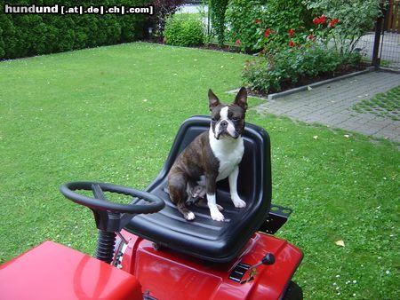 Boston Terrier Amber, nochmals live bei der Arbeit