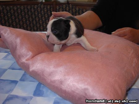 Boston Terrier Nena vom Hengstbachtal, 23 Tage jung