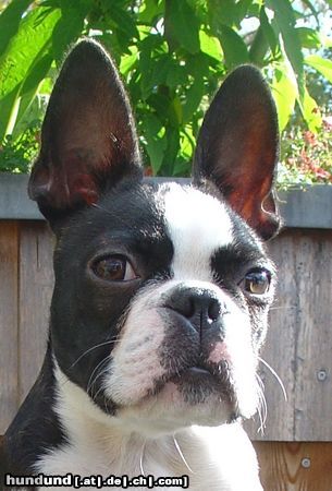 Boston Terrier Gwynn od Pulnocniho slunce