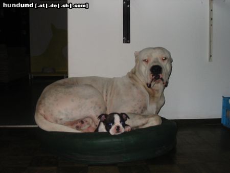 Boston Terrier ANN hat als besten Freund einen Dogo Argentino