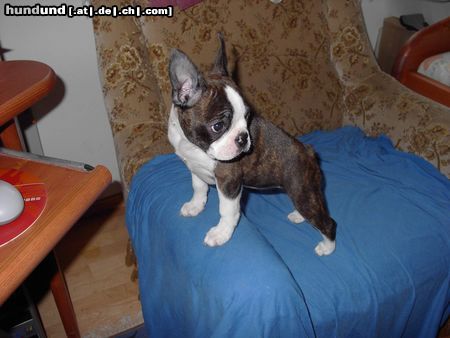 Boston Terrier Magic Ann of Andy´s Dream (11 Wo) 