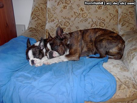 Boston Terrier Ann und Olivier sind sich einig !