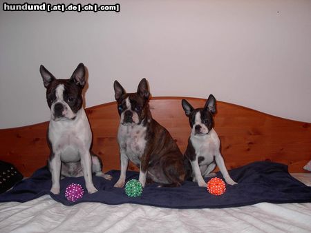 Boston Terrier Neue Spielbälle für Snoopy, Gipsy und Nelly