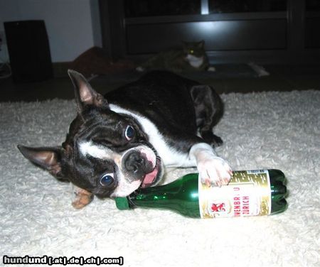 Boston Terrier Toni wird doch kein Alkoholiker werden ?