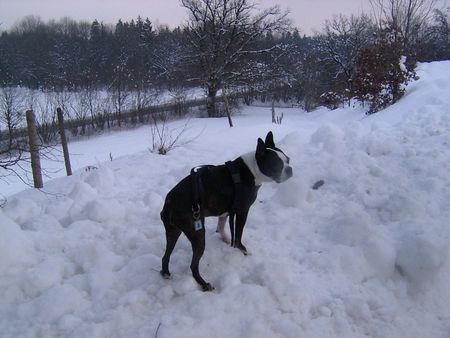 Boston Terrier