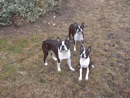 Boston Terrier Snoopy, Gipsy u. Nelly warten auf den Ball