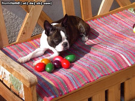 Boston Terrier Ann, wünscht allen FROHE OSTERN