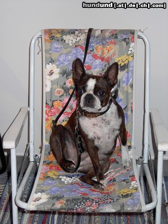 Boston Terrier Shirley als Gast bei der IHA Tulln