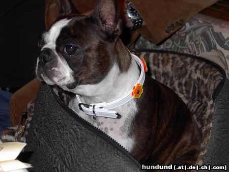 Boston Terrier Shirley mit dem neuen Halsband von der IHA Tulln