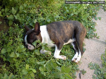 Boston Terrier Nelly ist die Hitze auch schon zuviel 