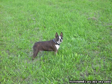 Boston Terrier Shirley auf der Wiese der Laabacher Schenke