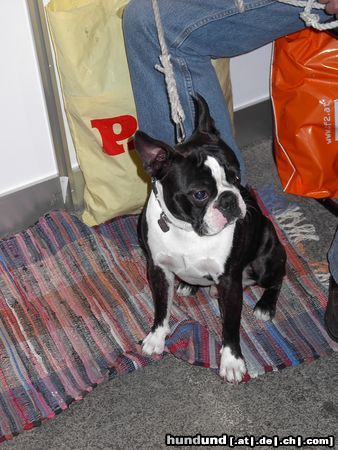 Boston Terrier Doyll Cheri pod Mendou fand es ganz lustig in der Koje